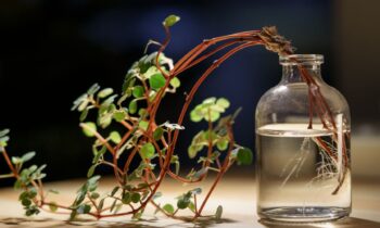 La magie de la multiplication : bouturer un pilea sans rejets
