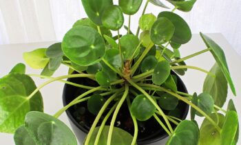 Tout savoir sur l&rsquo;entretien du pilea : astuces et conseils