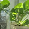 Où mettre votre fleur de pilea pour optimiser son épanouissement