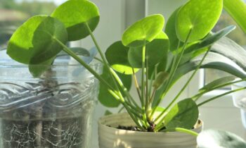Où mettre votre fleur de pilea pour optimiser son épanouissement