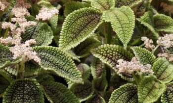 Le mystère des fleurs du Pilea : Est-ce que le Pilea fleurit et quand ?
