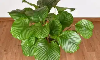 Calathea orbifolia  : bouture et entretien de la plante décorative de tout intérieur