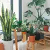 Quelle plante grimpante en pot sur votre balcon ou terrasse