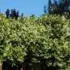 Beauté florale  : Les plantes grimpantes à fleurs blanches pour sublimer vos espaces