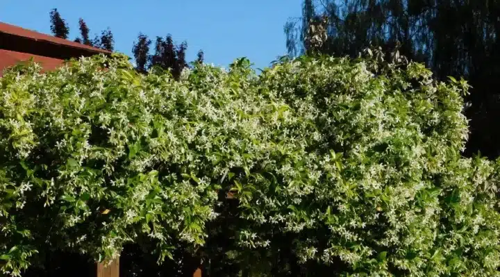 plante grimpante fleurs blanche