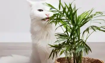 Plantes d&rsquo;intérieur non toxiques : Gardez votre maison et vos proches en sécurité