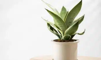 Les petites plantes d&rsquo;intérieur : un atout déco incontournable