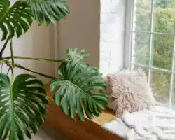 Faut-il priver une plante de lumière pour la soigner ou la forcer à fleurir