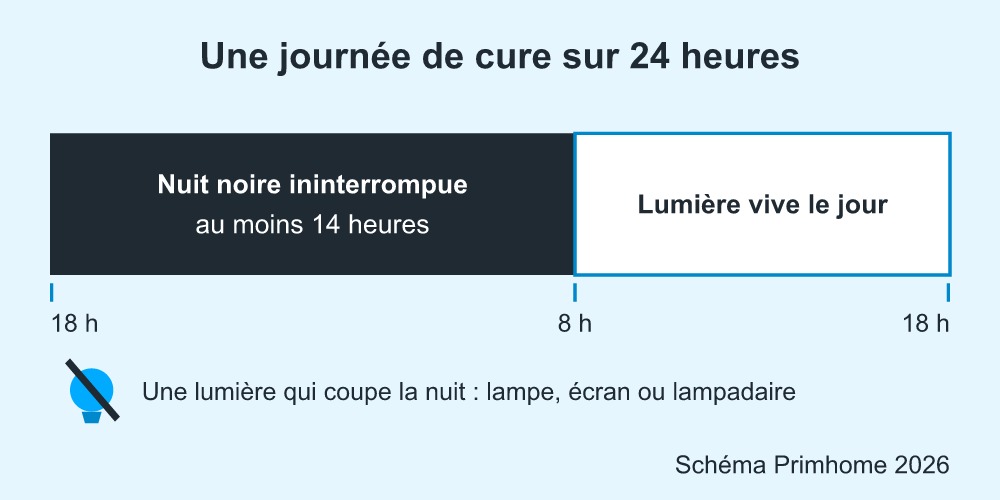 Frise de 24 heures pour faire refleurir un kalanchoé : nuit noire d'au moins 14 heures, puis journée de lumière vive