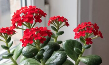 Faire refleurir un kalanchoé, un poinsettia ou un cactus de Noël grâce à l&rsquo;obscurité